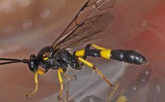 Drepanoctonus bifasciatus