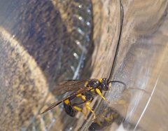 Drepanoctonus bifasciatus