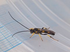 Drepanoctonus bifasciatus