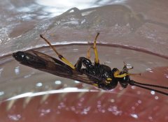 Drepanoctonus bifasciatus