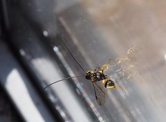 Drepanoctonus bifasciatus