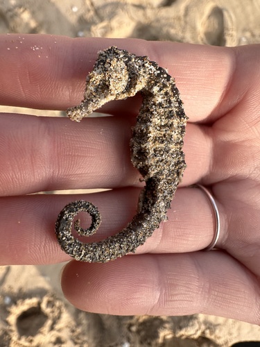 Knysna-zeepaardje (Hippocampus capensis) — Syngnathidae — 3