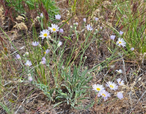 Erigeron corymbosus