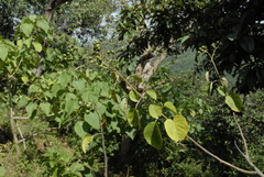 Cordia africana