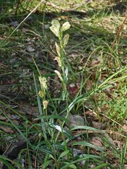 Pterostylis smaragdyna