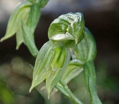 Pterostylis smaragdyna