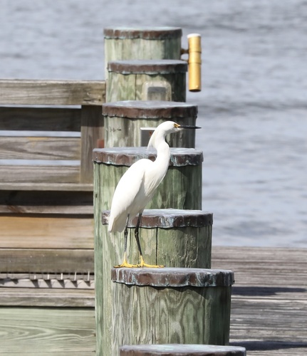 Snowy Egret photographed in Maryland