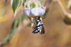 Thyreus caeruleopunctatus