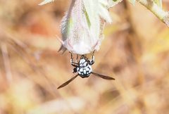 Thyreus caeruleopunctatus