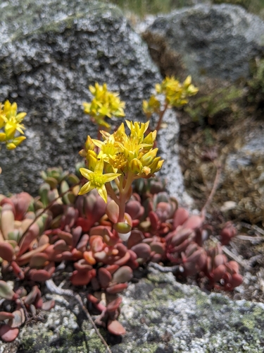 Image of Sedum kiersteadiae by (c) Kayla Sweeten, some rights reserved (CC BY)