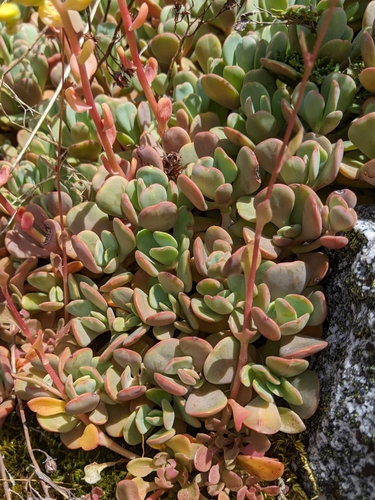 Image of Sedum kiersteadiae by (c) Kayla Sweeten, some rights reserved (CC BY)