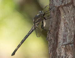 Tachopteryx thoreyi