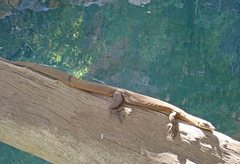 Varanus mertensi