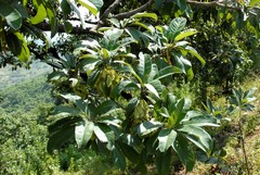 Terminalia glaucescens