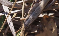 Stenocatantops vitripennis