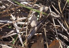 Stenocatantops vitripennis