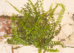 Asplenium trichomanes