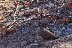 Petrophassa albipennis