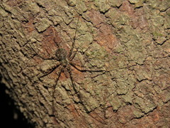 Neotama mexicana