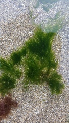 Cladophora microcladioides