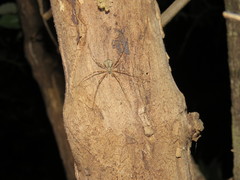 Neotama mexicana