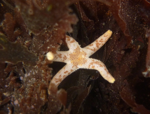 Dwarf Mottled Henricia, photo 6 of 10