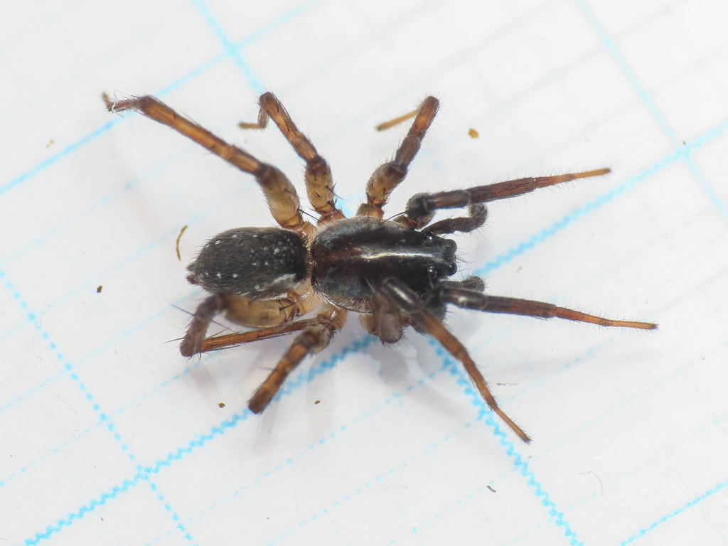 Piratula latitans