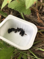Loboptera decipiens