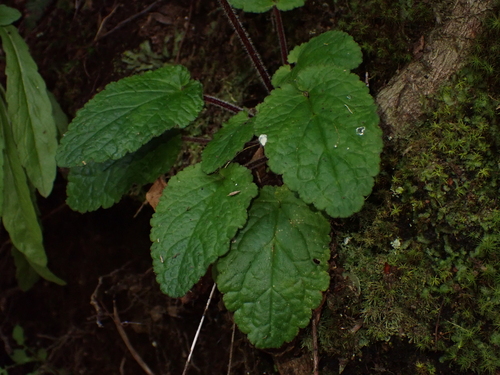 Image of Ourisia coccinea by (c) Nolan Exe, some rights reserved (CC BY)