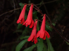 Ourisia coccinea, photograph (c) Nolan Exe, some rights reserved (CC BY)