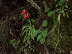 Ourisia coccinea, photograph (c) Nolan Exe, some rights reserved (CC BY)