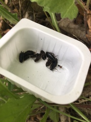 Loboptera decipiens
