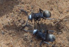 Polyrhachis senilis