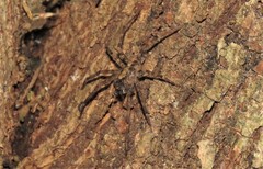 Acanthoctenus