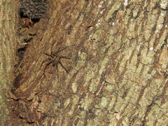 Acanthoctenus