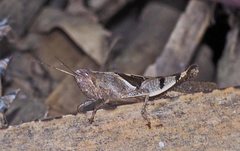 Stenocatantops angustifrons