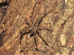 Acanthoctenus