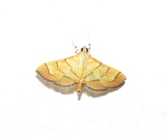 Orphanostigma haemorrhoidalis