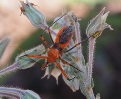 Poecilobdallus formosus