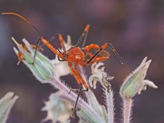 Poecilobdallus formosus