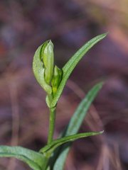 Pterostylis smaragdyna