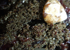 Dodecaceria fewkesi