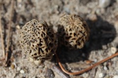 Morchellaceae