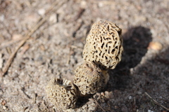 Morchellaceae