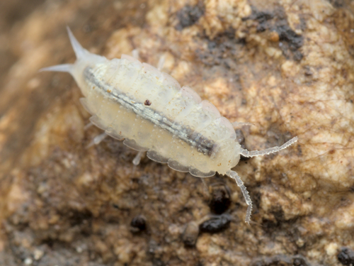 Alpioniscus feneriensis