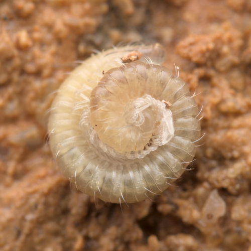 Autaretia aliciae