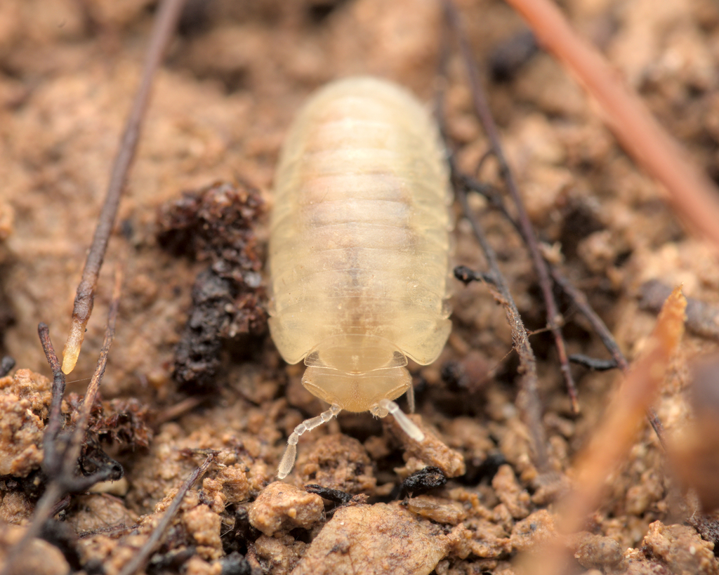 Spelaeoglomeris alpina
