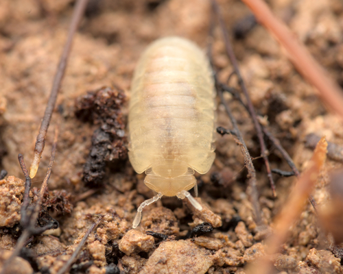 Spelaeoglomeris alpina