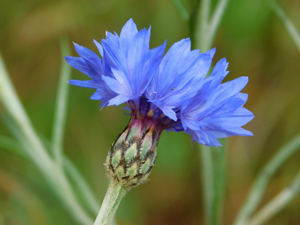 knapweeds, bluets, loggerheads, and allies