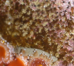 Dodecaceria fewkesi